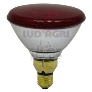 Élevage de volailles - 58070614